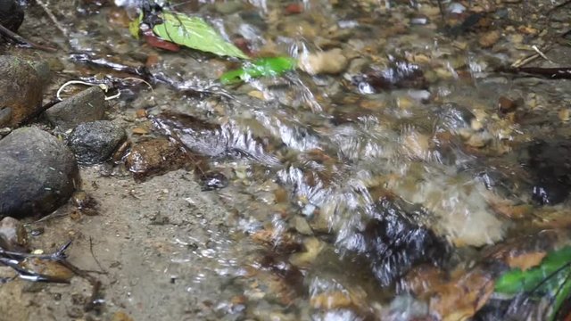 Clean fresh water flowing at forest