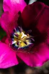 Tulpe mehrblütig (Tulipa). Pink, lilapurpur. Blüte geöffnet