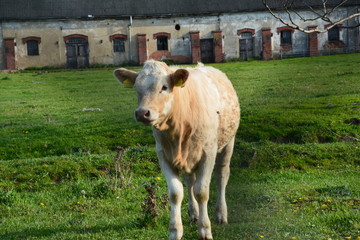Cow