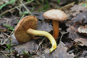 Chalciporus piperatus, known as the peppery bolete, spicy mushroom growing wild in Finland