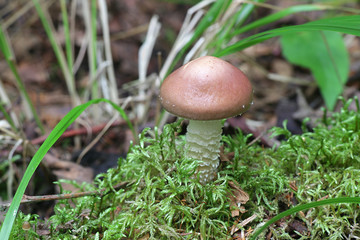 Stropharia hornemannii, known as conifer roundhead, luxuriant ringstalk or lacerated stropharia, wild mushroom from Finland
