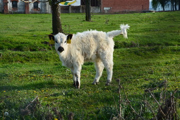 Cow - Calf