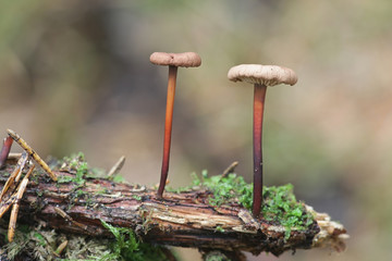 Mycetinis scorodonius, known as the  the garlic-scented mushroom or vampires bane, growing wild in Finland
