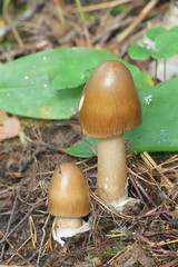 Amanita fulva, commonly called the tawny grisette, wild mushroom from Finland