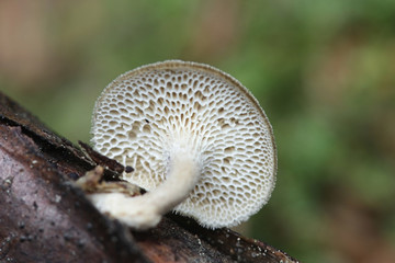 Polyporus brumalis, known as winter polypore, wild fungus from Finland