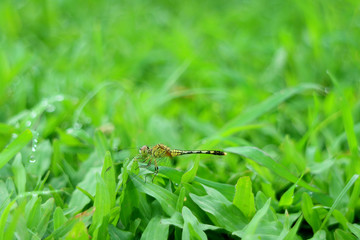 Dragonfly resting on the vibrant green grass field with copy space