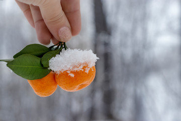 Female hand holds a branch of a tangerine tree with leaves and two tangerines. Winter background on a cloudy day, place for text.