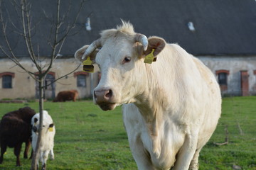 Cow