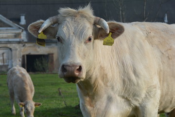 Cow