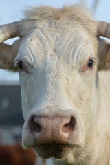 Cow - Eyes