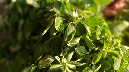 Fototapeta na wymiar background of green leaves of fenugreek
