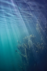 sun rays river underwater landscape / abstract underwater landscape plants fresh ecosystem