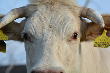 Cow - Eyes