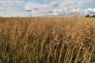 In the field ripe rapeseed