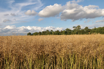In the field ripe rapeseed