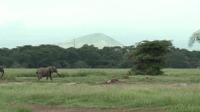 African Elephant (Loxodonta africana) family smelling and trompetting in the air, for danger there are lions near, Amboseli N.P., Kenya