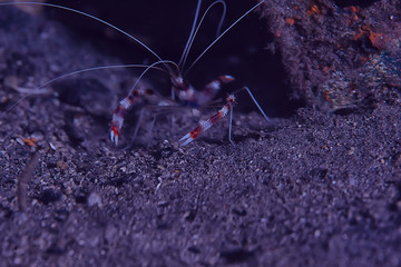 shrimp mantis underwater / underwater scene on a coral reef, tropical sea, unusual creature, macro