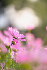 Fototapeta premium Closed up macro, beautiful pink cosmos flowers under sunlight in the garden with copy space, blurred background, natural concept