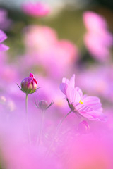 Closed up macro, beautiful pink cosmos flowers under sunlight in the garden with copy space, blurred background, natural concept