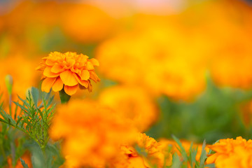 Tagetes patula orange flowers with green nature background with copy space under sunlight, use as wallpaper and natural concept