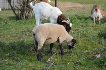 Sheep Lamb