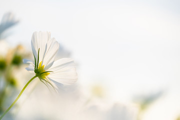 Closed up macro, beautiful white cosmos flowers under sunlight in the garden with copy space,...