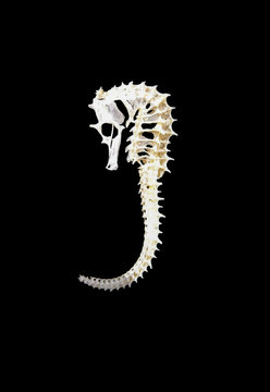 Skelett eines Seepferdchens Hippocampus aus der Familie der Seenadeln
