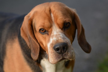 Beagle dog
