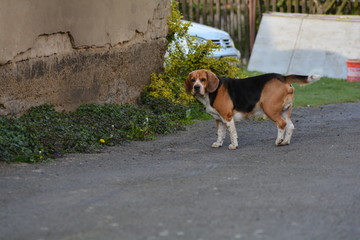 beagle dog