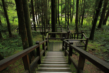 Fototapeta premium beautiful wooden walkway in Alishan National Forest Recreation Area in Chiayi County, Alishan Township, Taiwan