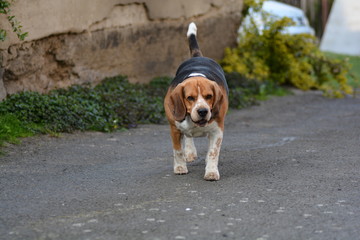 beagle dog