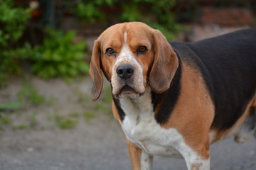 beagle dog