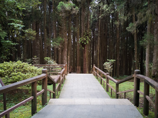 Street in to the forest. - Alishan National Forest Recreation Area in Chiayi County, Alishan Township, Taiwan