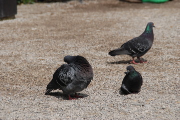 Pigeon Bird