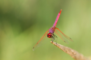 Red and purple colored dragonfly