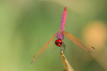 Red and purplish dragonfly close up
