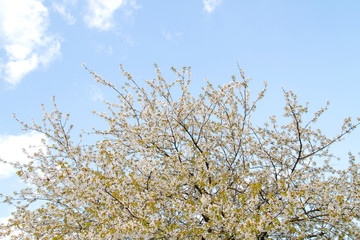 Apple tree in full bloom