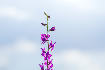 Consolida ajacis purple flowers bloom