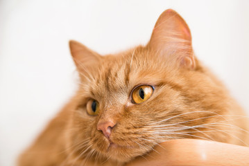 portrait of a red Siberian cat close-up. the face of a cat with yellow eyes close