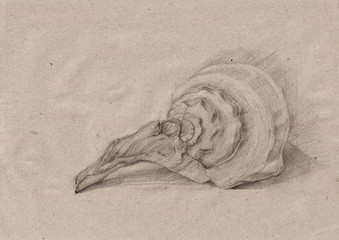 Sketch of Conch Shell
