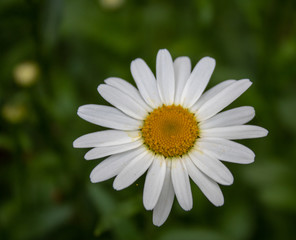 Eine einzige Margerite. (Leucanthemum)