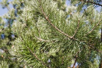 background spruce green branches on a tree