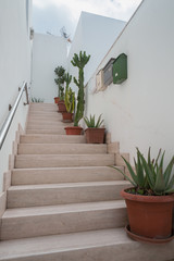 Staircase decorated with succulant plants in flower pots
