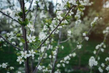 Flowers of the cherry blossoms on a spring day