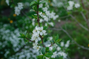 Flowers of the cherry blossoms on a spring day