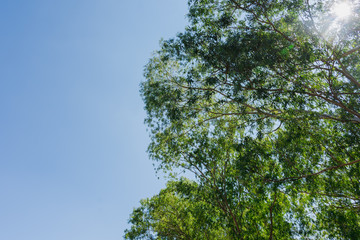 Green eucalyptus leaves in the sky background