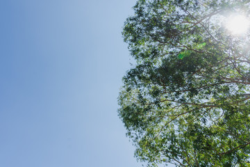 Green eucalyptus leaves in the sky background