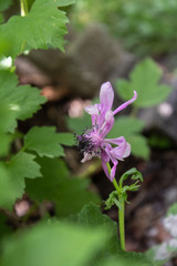  Akeleie (Aquilegia)