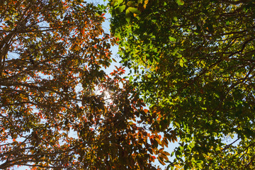 The foliage is green and brown in color and sunlight shines through the leaves.