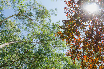 The foliage is green and brown in color and sunlight shines through the leaves.